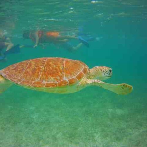 Nadar con tortugas akumal