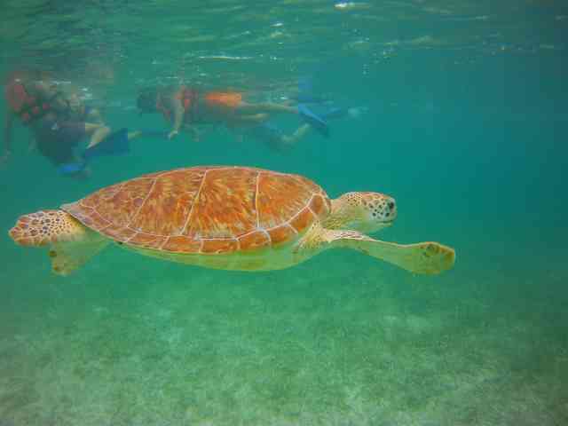 Turtles Akumal