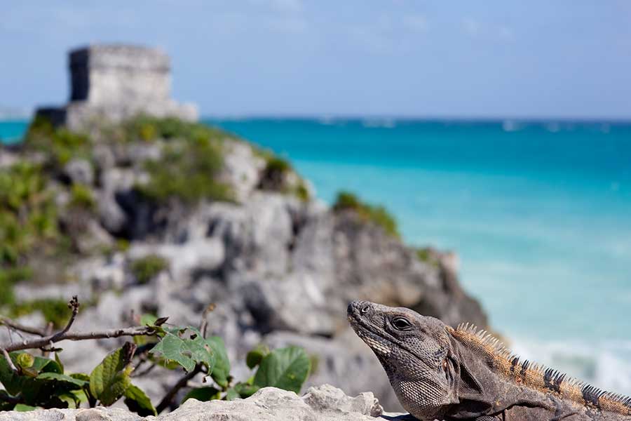 Tulum Transfers Trasnportació