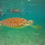 Turtles Akumal