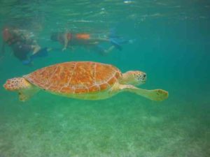 Read more about the article Swim with akumal turtles