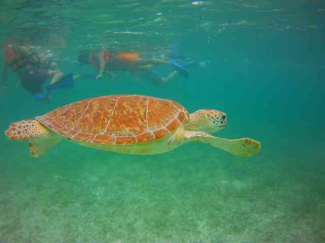 Swim with akumal turtles