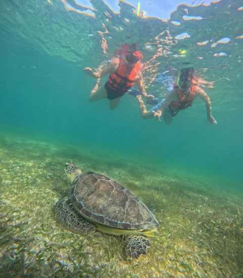 Swimming with turtles in Akumal private tour